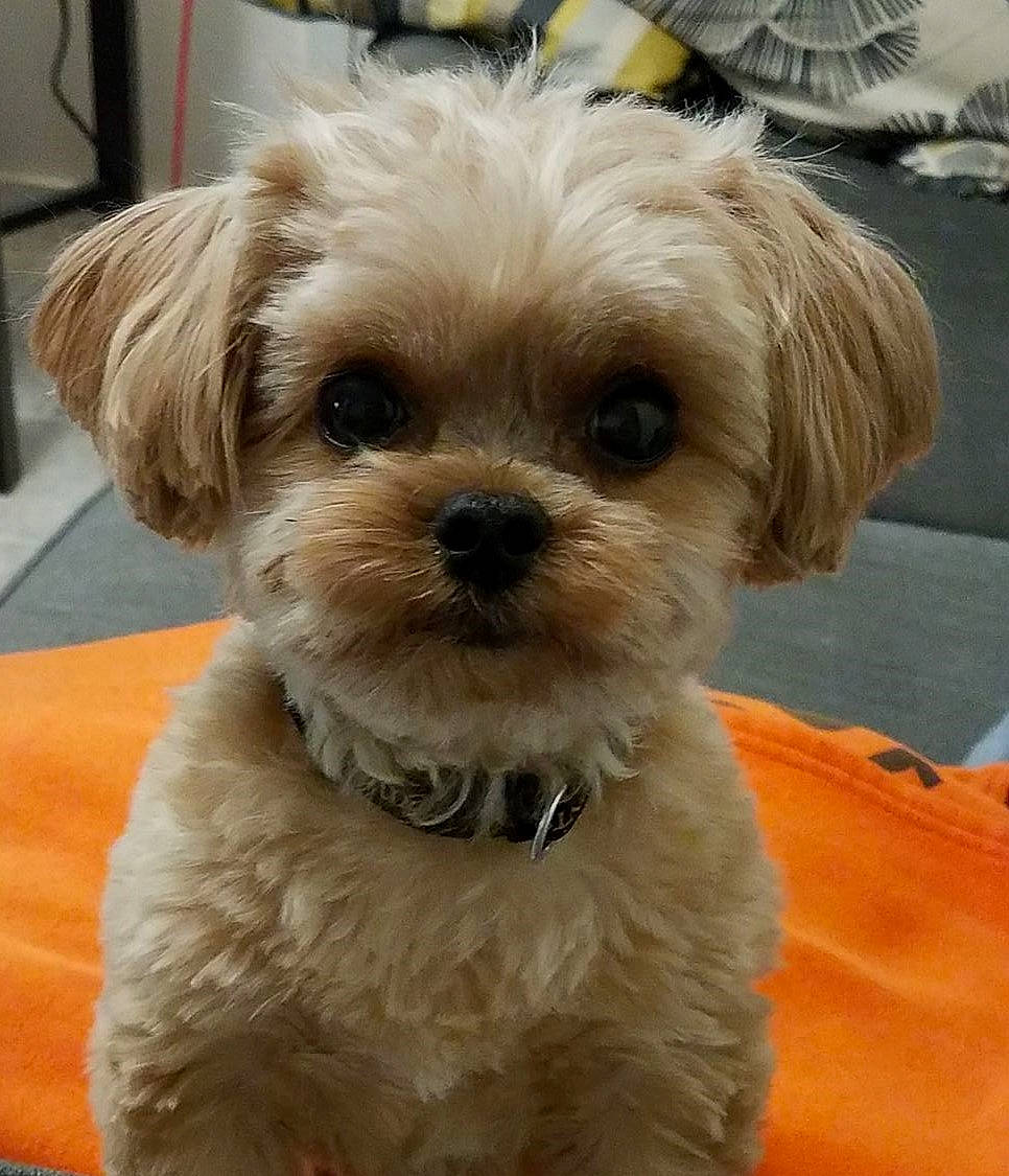 Eli is registered to the contest to win money with this photo: bolonka, canidae, carnivore, cavapoo, chinese_imperial_dog, companion_dog, dog, dog_breed, maltepoo, maltese, mammal, morkie, pekapoo, poodle_crossbreed, puppy, schnoodle, shih_poo, shih_tzu, snout, vertebrate