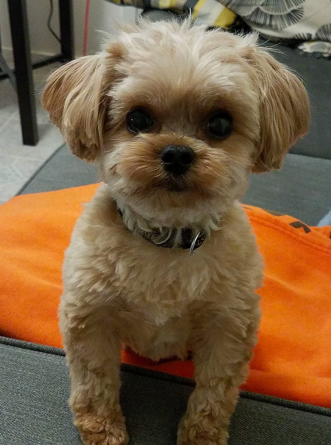 Eli joined the competition — help win amazing prizes! bolonka, canidae, carnivore, cavachon, cavapoo, companion_dog, dog, dog_breed, maltepoo, mammal, morkie, pekapoo, poodle_crossbreed, puppy, schnoodle, shih_poo, shih_tzu, snout, sporting_lucas_terrier, vertebrate