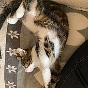 Kiwi a rejoint le concours — aidez-le/la à gagner de superbes lots ! cat, tabby, sleeping, relaxed, pet, feline, fur, whiskers, blanket, indoor, cozy, resting, paw, striped, animal, cute, domestic, soft, comfort, napping