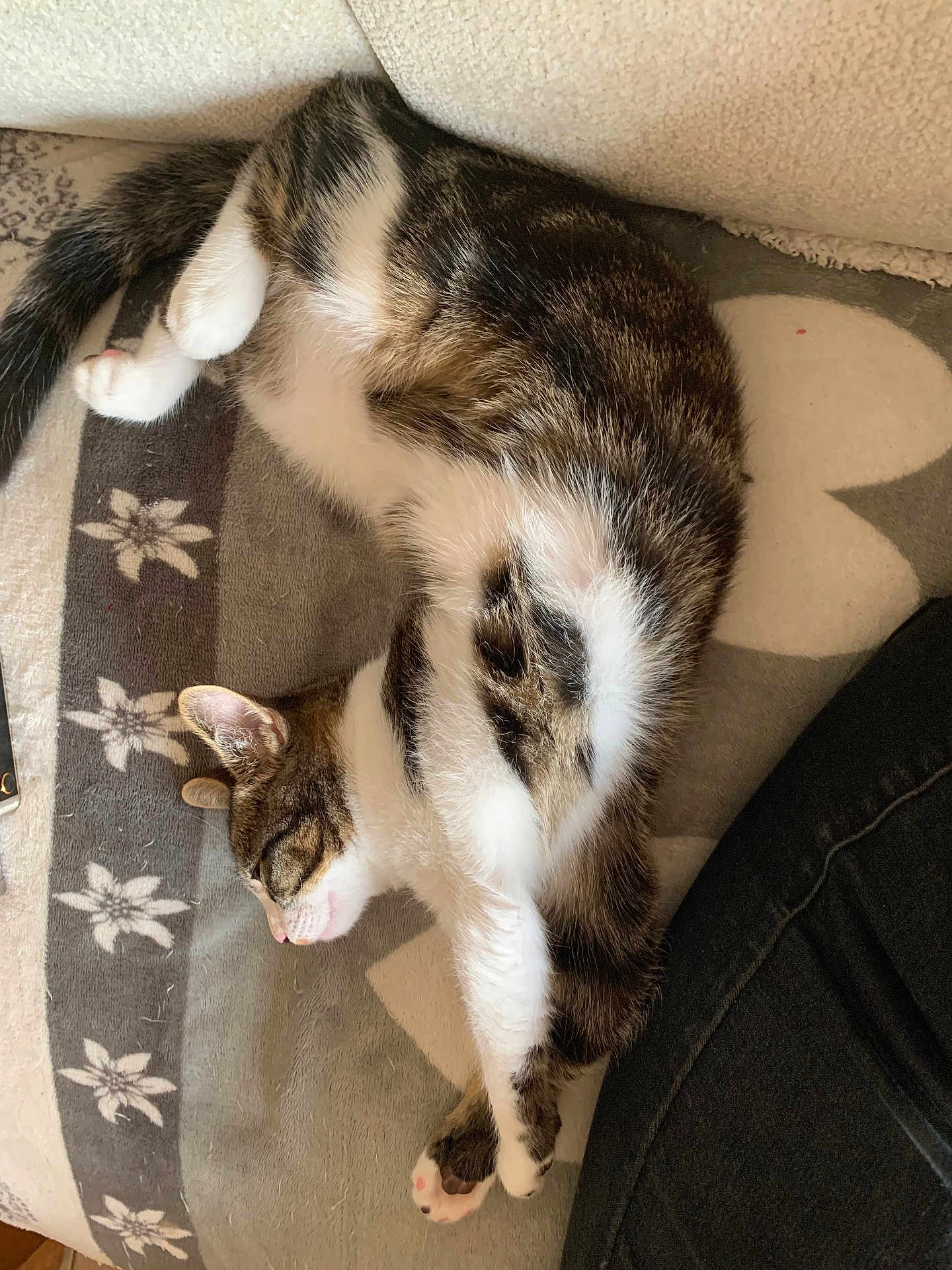 Kiwi a rejoint le concours — aidez-le/la à gagner de superbes lots ! cat, tabby, sleeping, relaxed, pet, feline, fur, whiskers, blanket, indoor, cozy, resting, paw, striped, animal, cute, domestic, soft, comfort, napping