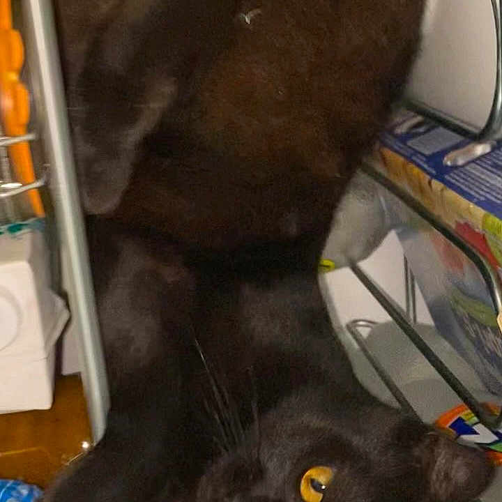 Sierra participe au concours pour gagner de l'argent avec cette photo : animal, black_cat, cat, close_up, clutter, cozy, curious, dark, eyes, feline, fur, household_items, indoors, looking, pet, playful, resting, shelf, whiskers, yellow_eyes