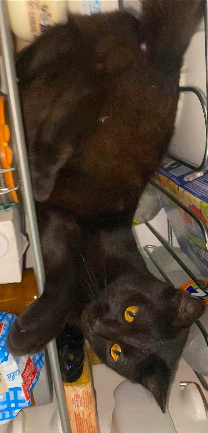 Sierra participe au concours pour gagner de l'argent avec cette photo : black_cat, cat, yellow_eyes, shelf, indoors, clutter, household_items, curious, pet, feline, close_up, looking, resting, cozy, dark, playful, animal, whiskers, fur, eyes