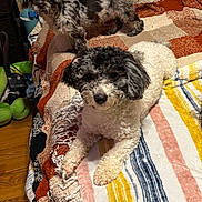 Brody is registered to the contest to win money with this photo: dog, bed, blanket, striped_blanket, fringe, tufted_headboard, pillow, wood_floor, indoor, pet, animal, two_dogs, curious, cozy, furniture, small_dog, black_and_white_dog, brown_and_black_dog, cute, companion
