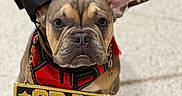 Leighton Willow joined the competition — help win amazing prizes! dog, french_bulldog, puppy, graduation_cap, costume, pet, animal, leash, floor, indoor, brown, cute, portrait, chain, sign, funny, celebration, face, ears, sitting