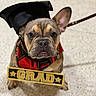 dog, french_bulldog, puppy, graduation_cap, costume, pet, animal, leash, floor, indoor, brown, cute, portrait, chain, sign, funny, celebration, face, ears, sitting