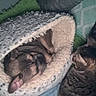 dog, cat, pet_bed, sleeping_dog, tabby_cat, cozy, indoor, close_up, furry, knitted, soft_texture, resting, animal_companions, curious_cat, snug, home, furniture, blanket, relaxing, cute