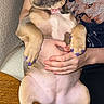 dog, puppy, french_bulldog, pet, purple_nails, nail_polish, person, hands, tshirt, graphic_tee, indoor, table, wooden_table, relaxed, cute, animal, belly_up, ears, seated, holding