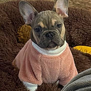 Leighton Willow joined the competition — help win amazing prizes! dog, french_bulldog, puppy, pet, pet_clothing, dog_bed, sweater, cozy, indoor, carpet, brown, pink, cute, ears, looking, animal, small, furniture, home, soft