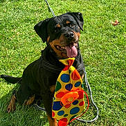 Bella participe au concours pour gagner de l'argent avec cette photo : dog, rottweiler, grass, outdoor, pet, animal, happy, tongue_out, colorful_tie, polka_dots, flower, sunlight, sitting, leash, playful, canine, summer, nature, mammal, friendly