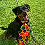 dog, rottweiler, grass, outdoor, pet, animal, happy, tongue_out, colorful_tie, polka_dots, flower, sunlight, sitting, leash, playful, canine, summer, nature, mammal, friendly