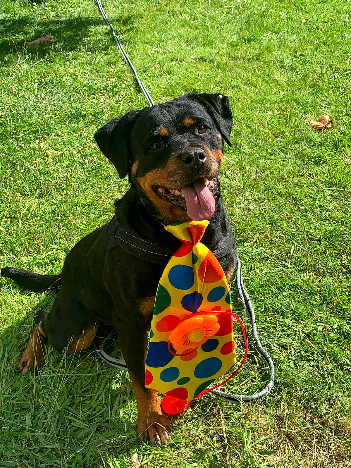 Bella participe au concours pour gagner de l'argent avec cette photo : dog, rottweiler, grass, outdoor, pet, animal, happy, tongue_out, colorful_tie, polka_dots, flower, sunlight, sitting, leash, playful, canine, summer, nature, mammal, friendly