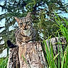 Arada participe au concours pour gagner de l'argent avec cette photo : animal, cat, closeup, curious, daylight, environment, fence, grass, greenery, looking, mammal, nature, outdoor, pet, pine_tree, portrait, tabby_cat, tree_stump, whiskers, wildlife