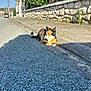 cat, calico_cat, cat_face, pavement, gravel, curb, sidewalk, stone_wall, hedge, greenery, sunlight, shadow, street, car, telephone_pole, gate, relaxed, outdoor, pets, urban