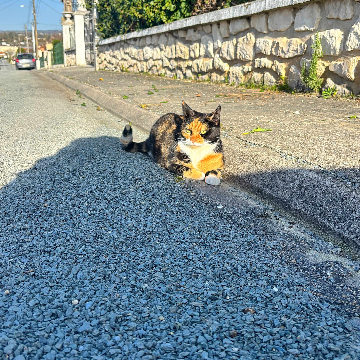 Arada participe au concours pour gagner de l'argent avec cette photo : calico_cat, car, cat, cat_face, curb, gate, gravel, greenery, hedge, outdoor, pavement, pets, relaxed, shadow, sidewalk, stone_wall, street, sunlight, telephone_pole, urban