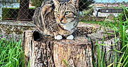 Arada participe au concours pour gagner de l'argent avec cette photo : animal, cat, closeup, daylight, ears, environment, eyes, fence, fur, grass, greenery, mammal, nature, outdoor, pet, resting, tabby_cat, tree_stump, whiskers, wildlife