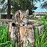 animal, cat, closeup, daylight, ears, environment, eyes, fence, fur, grass, greenery, mammal, nature, outdoor, pet, resting, tabby_cat, tree_stump, whiskers, wildlife