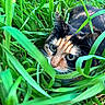 Arada participe au concours pour gagner de l'argent avec cette photo : alert, animal, calico, camouflage, cat, closeup, curious, daylight, environment, eyes, fur, grass, greenery, mammal, nature, outdoor, pet, playful, whiskers, wildlife