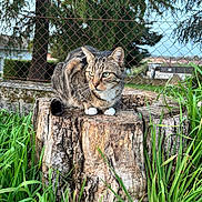 Arada a rejoint le concours — aidez-le/la à gagner de superbes lots ! animal, cat, closeup, daylight, fence, fur, grass, greenery, leaf, mammal, nature, outdoor, paws, pet, plant, resting, tabby_cat, tree_stump, whiskers, wildlife