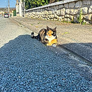 Arada participe au concours pour gagner de l'argent avec cette photo : cat, calico_cat, cat_face, pavement, gravel, curb, sidewalk, stone_wall, hedge, greenery, sunlight, shadow, street, car, telephone_pole, gate, relaxed, outdoor, pets, urban
