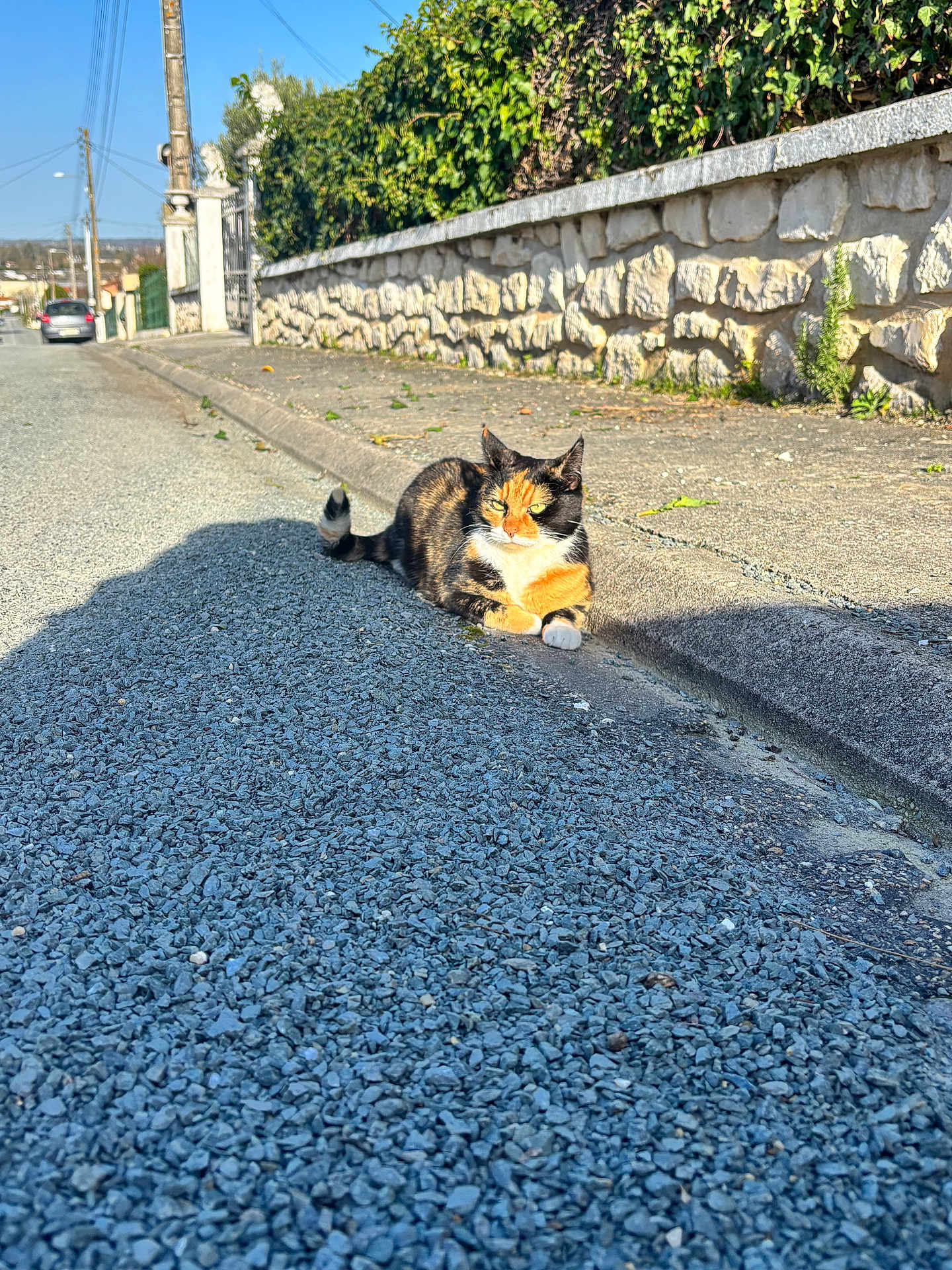 Arada participe au concours pour gagner de l'argent avec cette photo : cat, calico_cat, cat_face, pavement, gravel, curb, sidewalk, stone_wall, hedge, greenery, sunlight, shadow, street, car, telephone_pole, gate, relaxed, outdoor, pets, urban