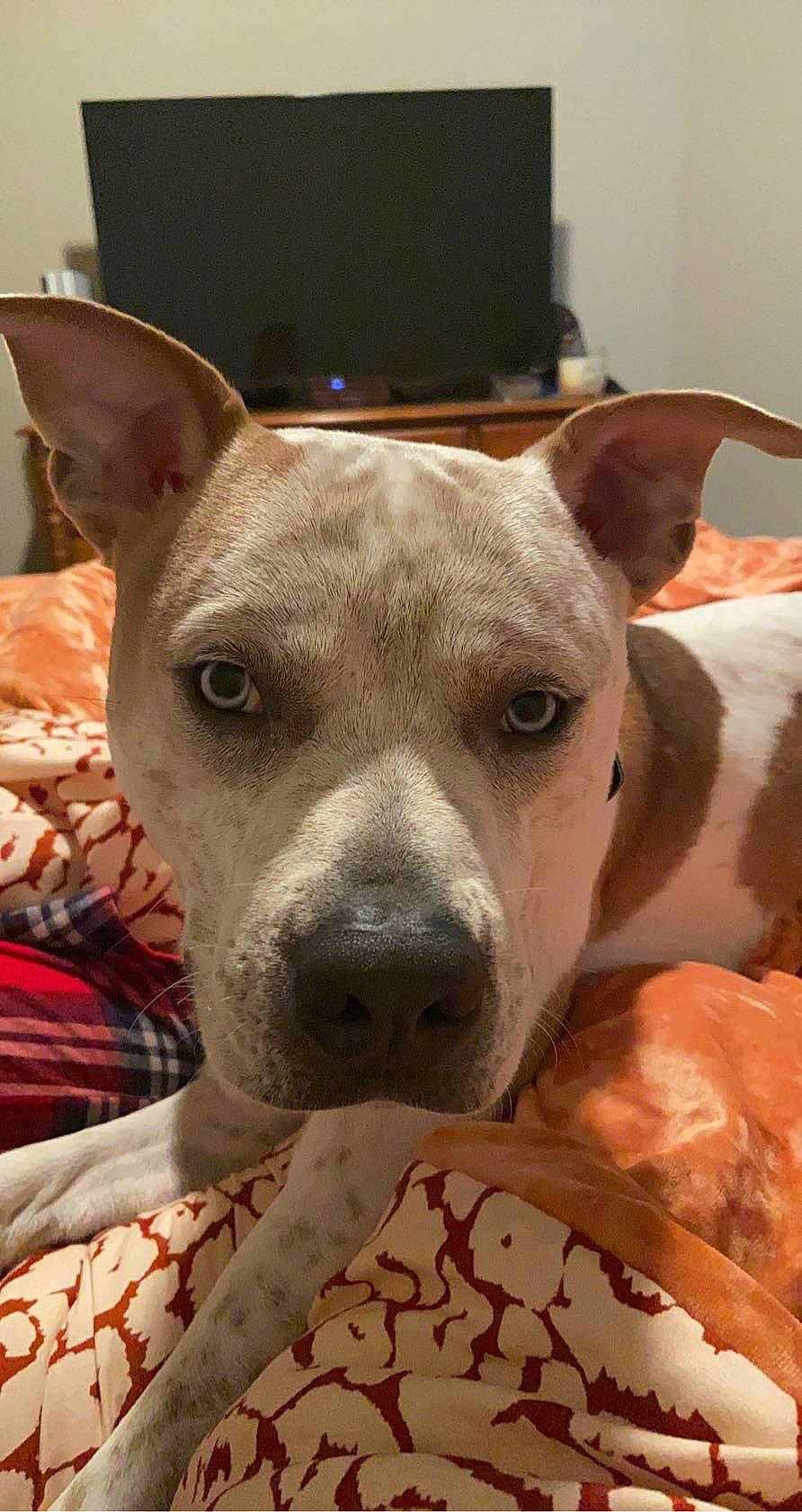 Scooter joined the competition — help win amazing prizes! american_pit_bull_terrier, american_staffordshire_terrier, bull_and_terrier, canidae, carnivore, catahoula_bulldog, dog, dog_breed, ear, fawn, mammal, non_sporting_group, nose, old_english_terrier, pit_bull, rare_breed_dog, snout, vertebrate, whiskers