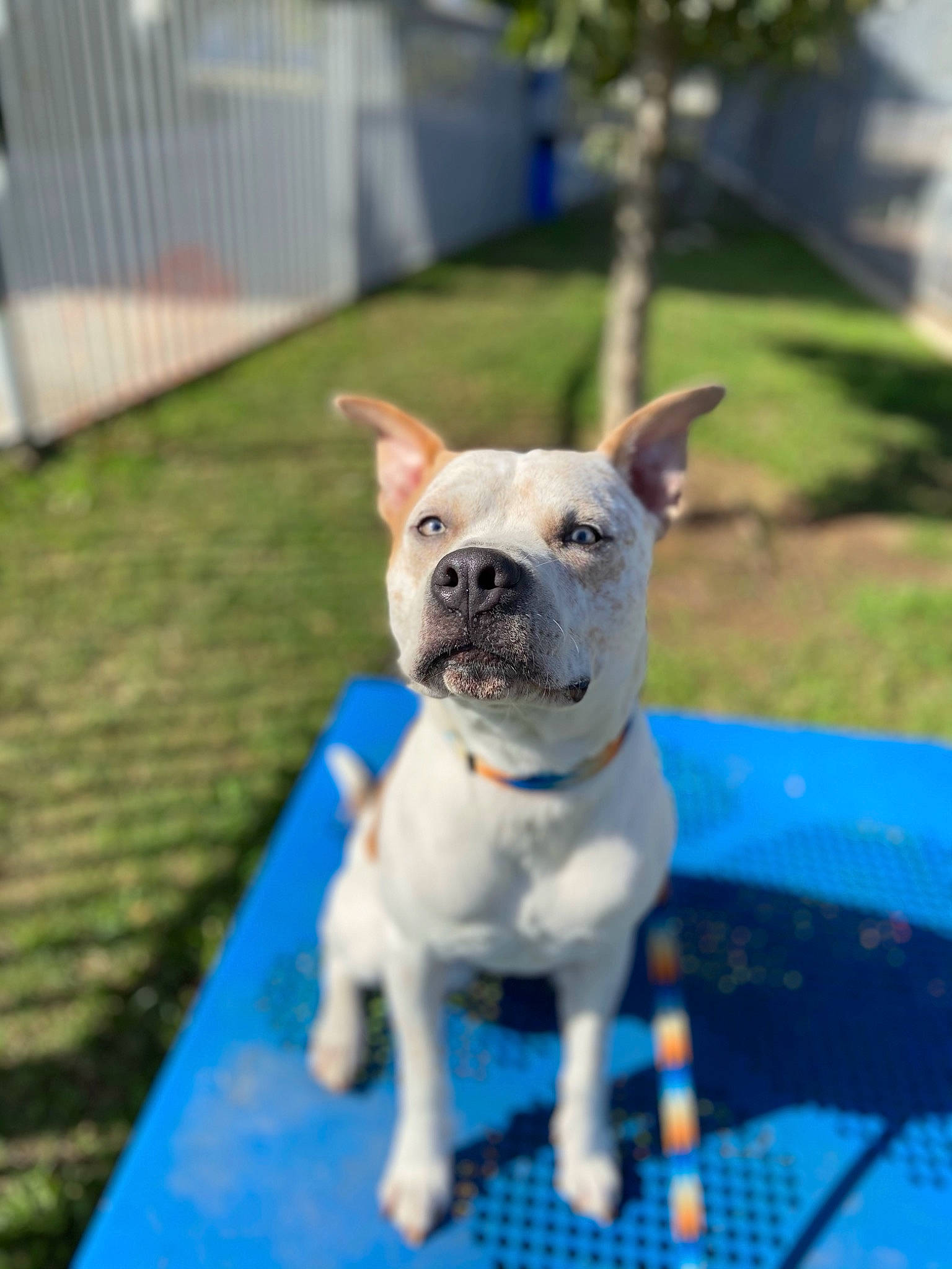 Scooter joined the competition — help win amazing prizes! bull_and_terrier, bulldog, canidae, carnivore, companion_dog, dog, dog_breed, fawn, french_bulldog, grass, mammal, non_sporting_group, puppy, rare_breed_dog, snout, sporting_group, toy_bulldog, vertebrate