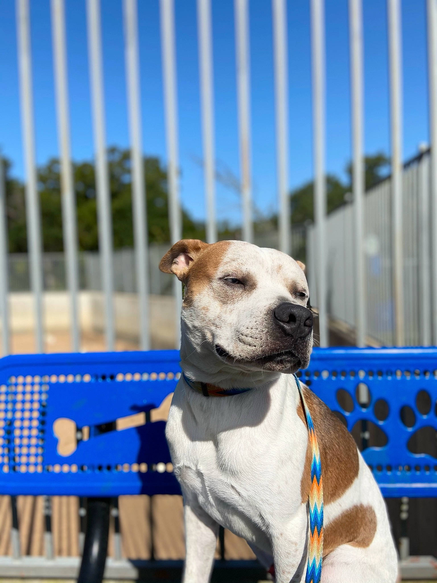 Scooter joined the competition — help win amazing prizes! american_bulldog, american_pit_bull_terrier, american_staffordshire_terrier, animal_shelter, canidae, carnivore, companion_dog, dog, dog_breed, fawn, mammal, non_sporting_group, pit_bull, snout, sporting_group, staffordshire_bull_terrier, vertebrate