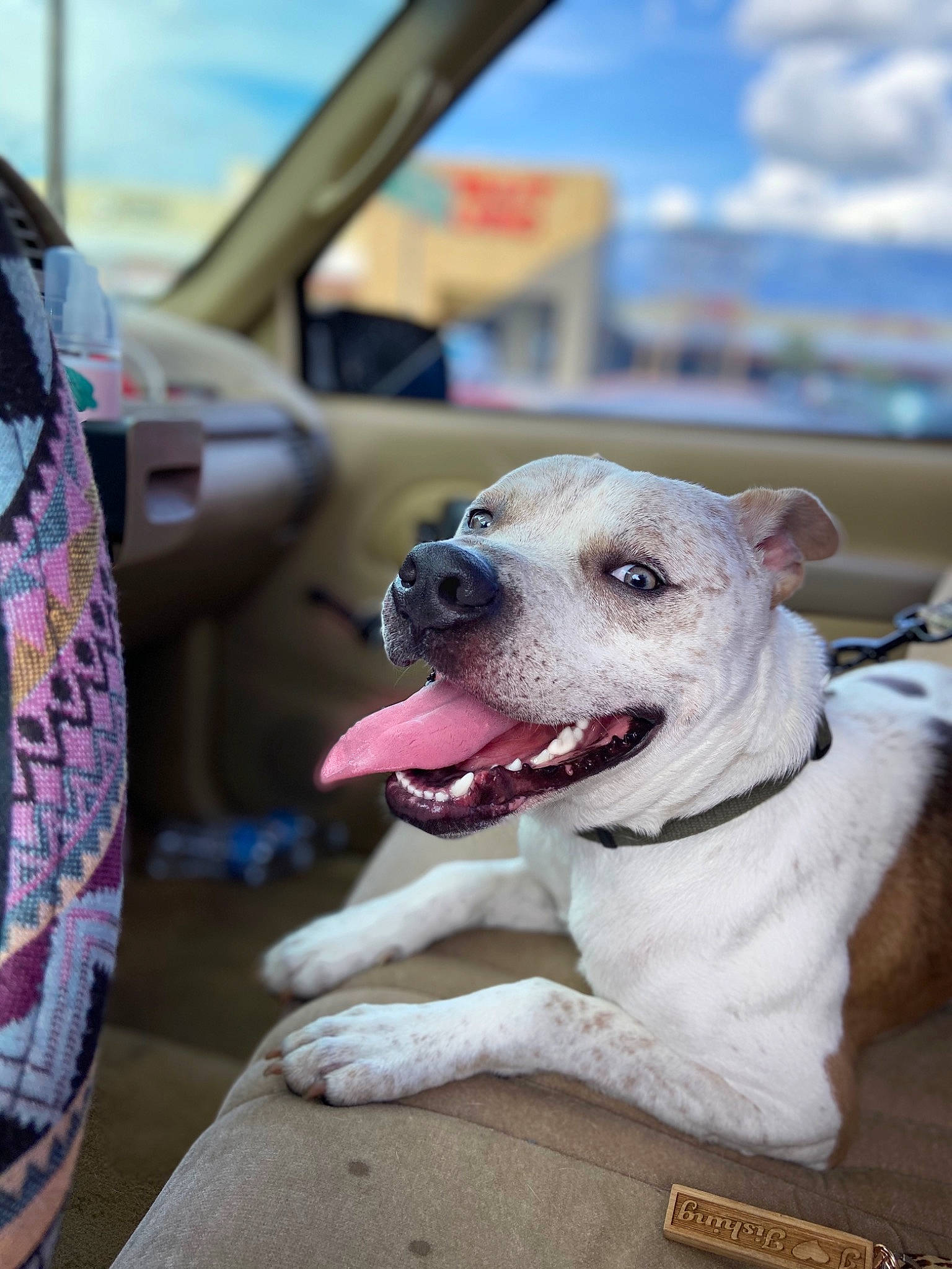 Scooter joined the competition — help win amazing prizes! american_bulldog, american_pit_bull_terrier, american_staffordshire_terrier, canidae, carnivore, companion_dog, dog, dog_breed, dogo_argentino, fawn, mammal, non_sporting_group, pit_bull, rare_breed_dog, snout, sporting_group, staffordshire_bull_terrier, vertebrate