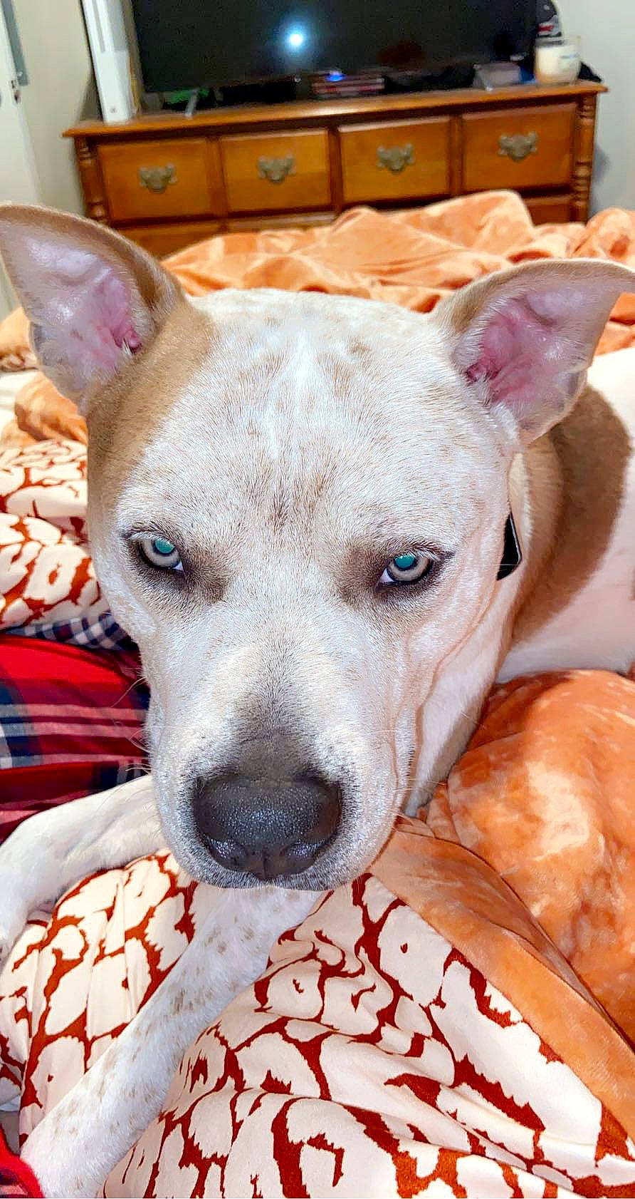 Scooter joined the competition — help win amazing prizes! american_hairless_terrier, american_pit_bull_terrier, american_staffordshire_terrier, ancient_dog_breeds, canidae, carnivore, companion_dog, dog, dog_breed, ear, eye, fawn, mammal, non_sporting_group, pit_bull, rare_breed_dog, snout, vertebrate