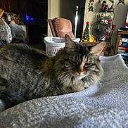 Fluff joined the competition — help win amazing prizes! animal, blanket, cat, christmas_tree, cozy, decorations, fan, fur, furniture, home, indoor, laundry_basket, living_room, patriotic, pet, recliner, relaxing, sleepy, star, tabby