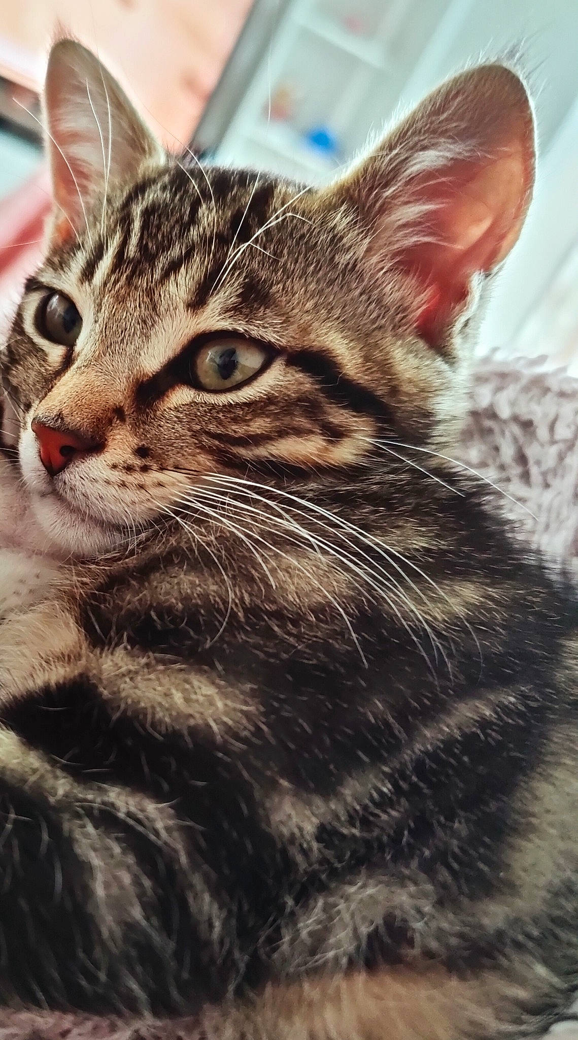 Rio a rejoint le concours — aidez-le/la à gagner de superbes lots ! carnivore, cat, domestic_short_haired_cat, felidae, fur, grass, iris, small_to_medium_sized_cats, snout, terrestrial_animal, tree, whiskers, wildlife