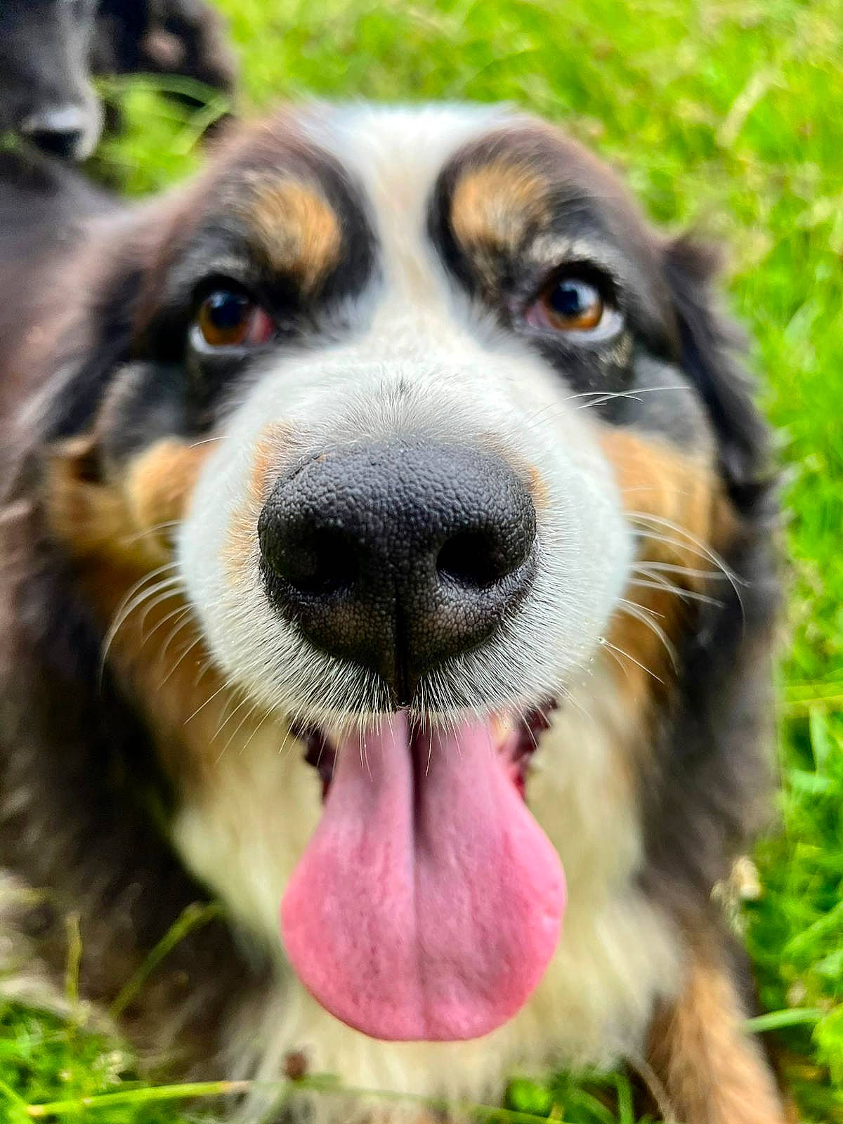 Mika a rejoint le concours — aidez-le/la à gagner de superbes lots ! ancient_dog_breeds, carnivore, close_up, collar, companion_dog, dog, dog_breed, fur, grass, paw, photography, plant, snout, sporting_group, terrestrial_animal, whiskers, working_animal, working_dog