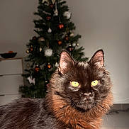 Ares participe au concours pour gagner de l'argent avec cette photo : cat, fluffy, yellow_eyes, christmas_tree, decorations, indoor, holiday, feline, pet, animal, fur, closeup, portrait, domestic_cat, christmas_decor, tree, ornaments, holiday_season, cute, cozy