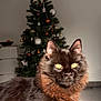cat, fluffy, yellow_eyes, christmas_tree, decorations, indoor, holiday, feline, pet, animal, fur, closeup, portrait, domestic_cat, christmas_decor, tree, ornaments, holiday_season, cute, cozy