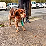 dog, leash, person, green_bandage, pavement, outdoor, car, parked_car, tree, walking, animal, pet, brown_dog, white_dog, side_view, casual_clothing, footwear, nature, daytime, tongue_out