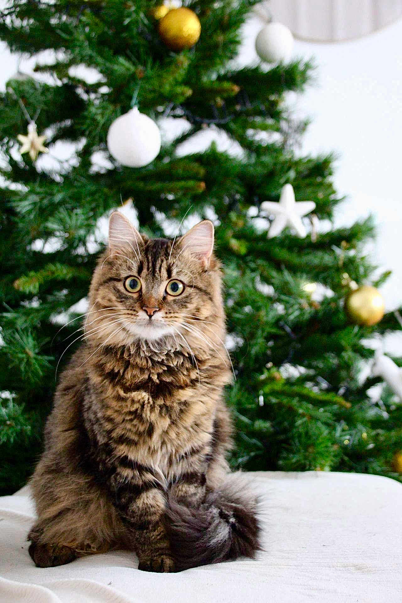 Bibi participe au concours pour gagner de l'argent avec cette photo : cat, tabby, fluffy, christmas_tree, ornaments, holiday, decorations, indoor, pet, feline, wide_eyes, sitting, fur, whiskers, tail, festive, greenery, white_background, cozy, cute