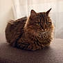 Bibi a rejoint le concours — aidez-le/la à gagner de superbes lots ! cat, tabby, fluffy, feline, pet, indoor, soft_light, curtains, gray_surface, whiskers, ears, fur, animal, closeup, sitting, cozy, portrait, domestic, alert, cute