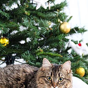 Bibi participe au concours pour gagner de l'argent avec cette photo : cat, tabby_cat, fluffy, christmas_tree, ornaments, golden_baubles, white_star, holiday, festive, pet, indoor, relaxed, curious, fur, animal, tree, decoration, christmas, cute, cozy
