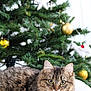 cat, tabby_cat, fluffy, christmas_tree, ornaments, golden_baubles, white_star, holiday, festive, pet, indoor, relaxed, curious, fur, animal, tree, decoration, christmas, cute, cozy