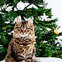 cat, tabby, fluffy, christmas_tree, ornaments, holiday, decorations, indoor, pet, feline, wide_eyes, sitting, fur, whiskers, tail, festive, greenery, white_background, cozy, cute