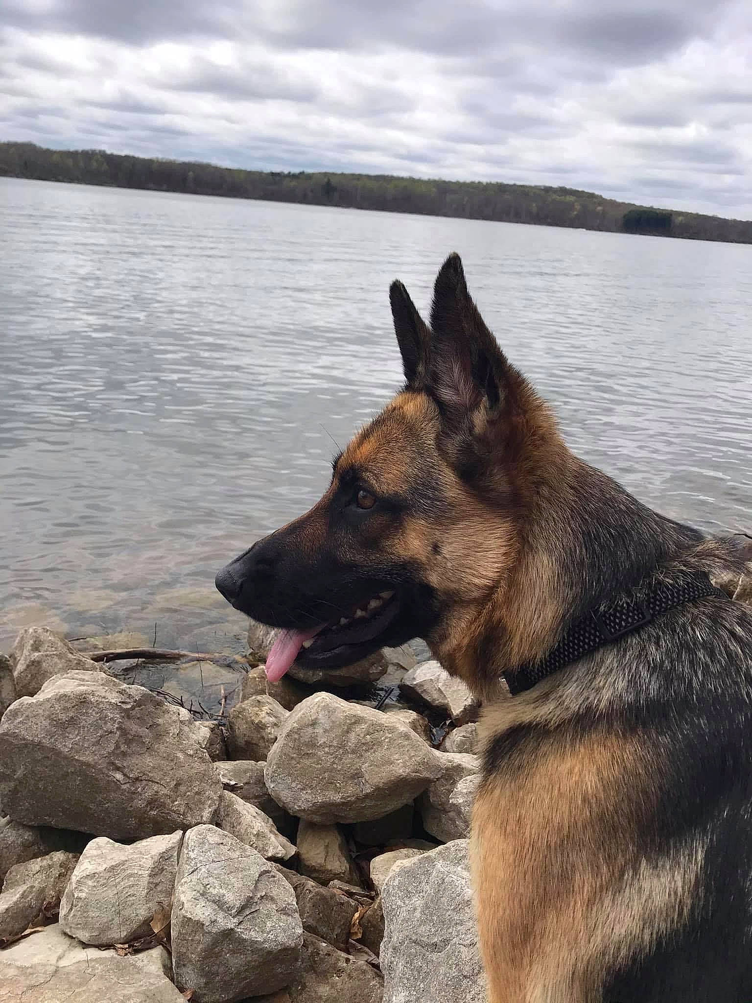 Derby joined the competition — help win amazing prizes! canidae, carnivore, cloud, collar, dog, dog_breed, east_european_shepherd, fawn, german_shepherd_dog, herding_dog, horizon, king_shepherd, lake, old_german_shepherd_dog, sky, snout, sporting_group, water, wood, working_animal