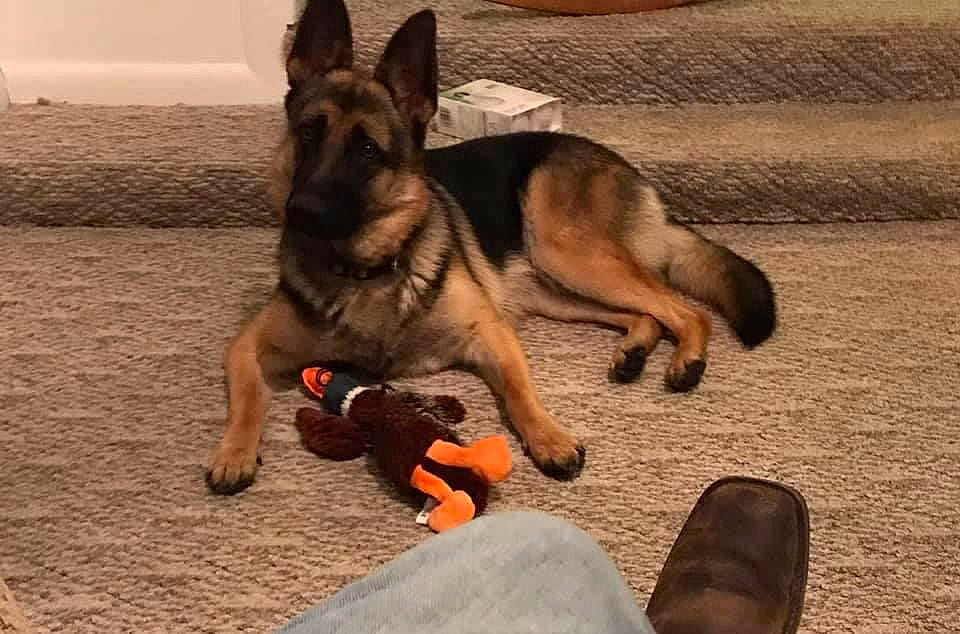 Derby joined the competition — help win amazing prizes! canidae, carnivore, comfort, companion_dog, dog, dog_breed, dog_supply, east_european_shepherd, fawn, foot, german_shepherd_dog, herding_dog, king_shepherd, old_german_shepherd_dog, paw, sandal, snout, sporting_group, tail, working_dog