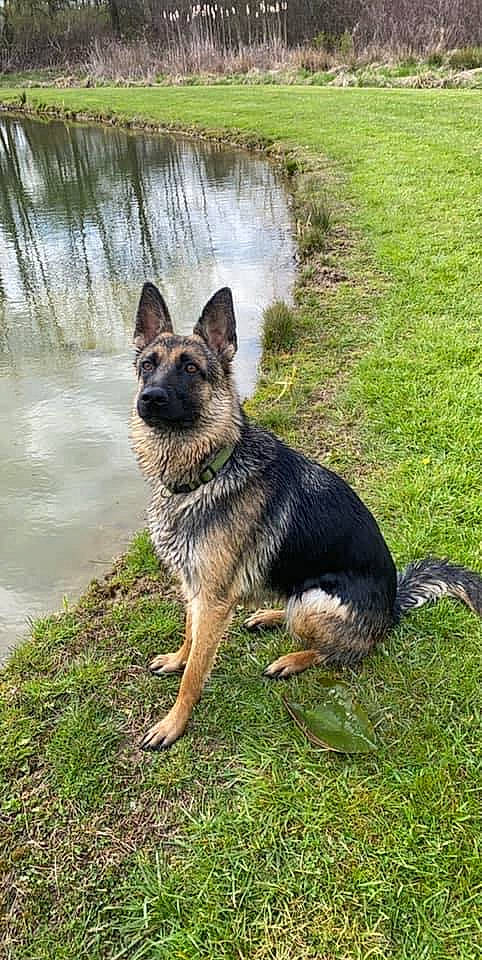 Derby is registered to the contest to win money with this photo: art, canidae, carnivore, dog, dog_breed, east_european_shepherd, fawn, german_shepherd_dog, grass, guard_dog, herding_dog, king_shepherd, lake, old_german_shepherd_dog, plant, snout, sporting_group, water, working_animal, working_dog