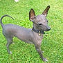 dog, hairless_dog, grass, outdoor, pet, collar, bell, small_dog, alert, ears, tail, standing, animal, canine, greenery, nature, cute, domestic_animal, furless, paw