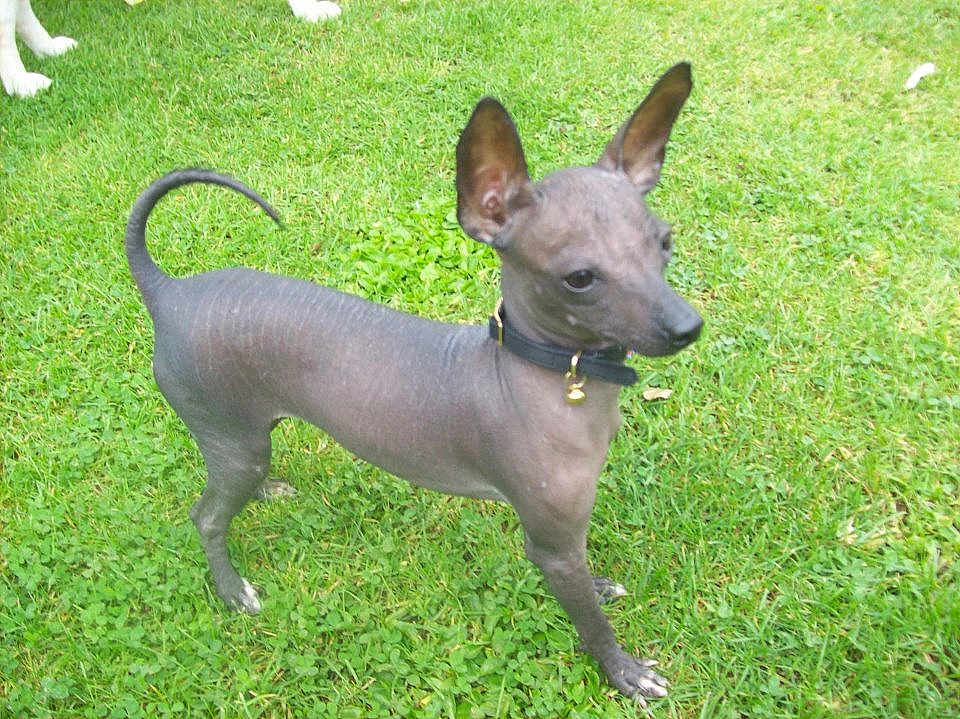 Yiming a rejoint le concours — aidez-le/la à gagner de superbes lots ! dog, hairless_dog, grass, outdoor, pet, collar, bell, small_dog, alert, ears, tail, standing, animal, canine, greenery, nature, cute, domestic_animal, furless, paw