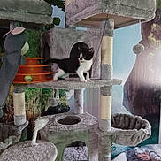 Pupuce participe au concours pour gagner de l'argent avec cette photo : animal, black_and_white, cat_tree, cozy, cubbyhole, cute, feline, hanging_toy, home, indoor, kitten, nature_mural, paw, pet, platform, playful, plush, resting_spot, scratching_post, toy