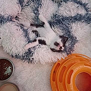 Pupuce participe au concours pour gagner de l'argent avec cette photo : kitten, cat, sleeping, fluffy_blanket, black_and_white, toy, orange, food_bowl, kibble, cozy, pet, indoor, relaxed, furry, small, cute, animal, resting, home, comfort
