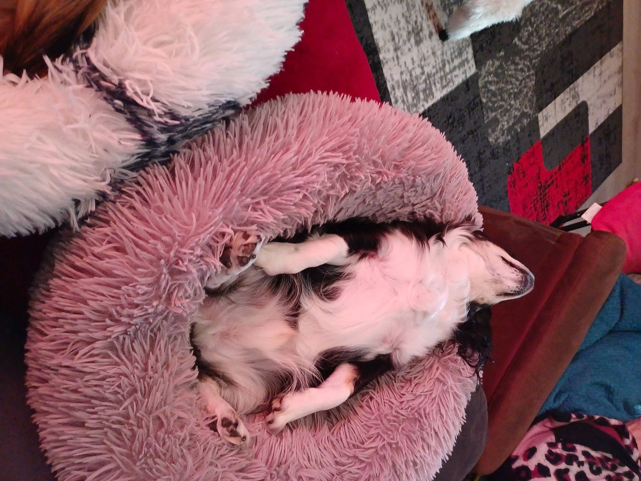 Milord participe au concours pour gagner de l'argent avec cette photo : canidae, carnivore, comfort, companion_dog, dog_breed, fawn, felidae, fur, fur_clothing, nap, paw, pink, small_to_medium_sized_cats, snout, sporting_group, tail, toy_dog, whiskers, wool, working_animal