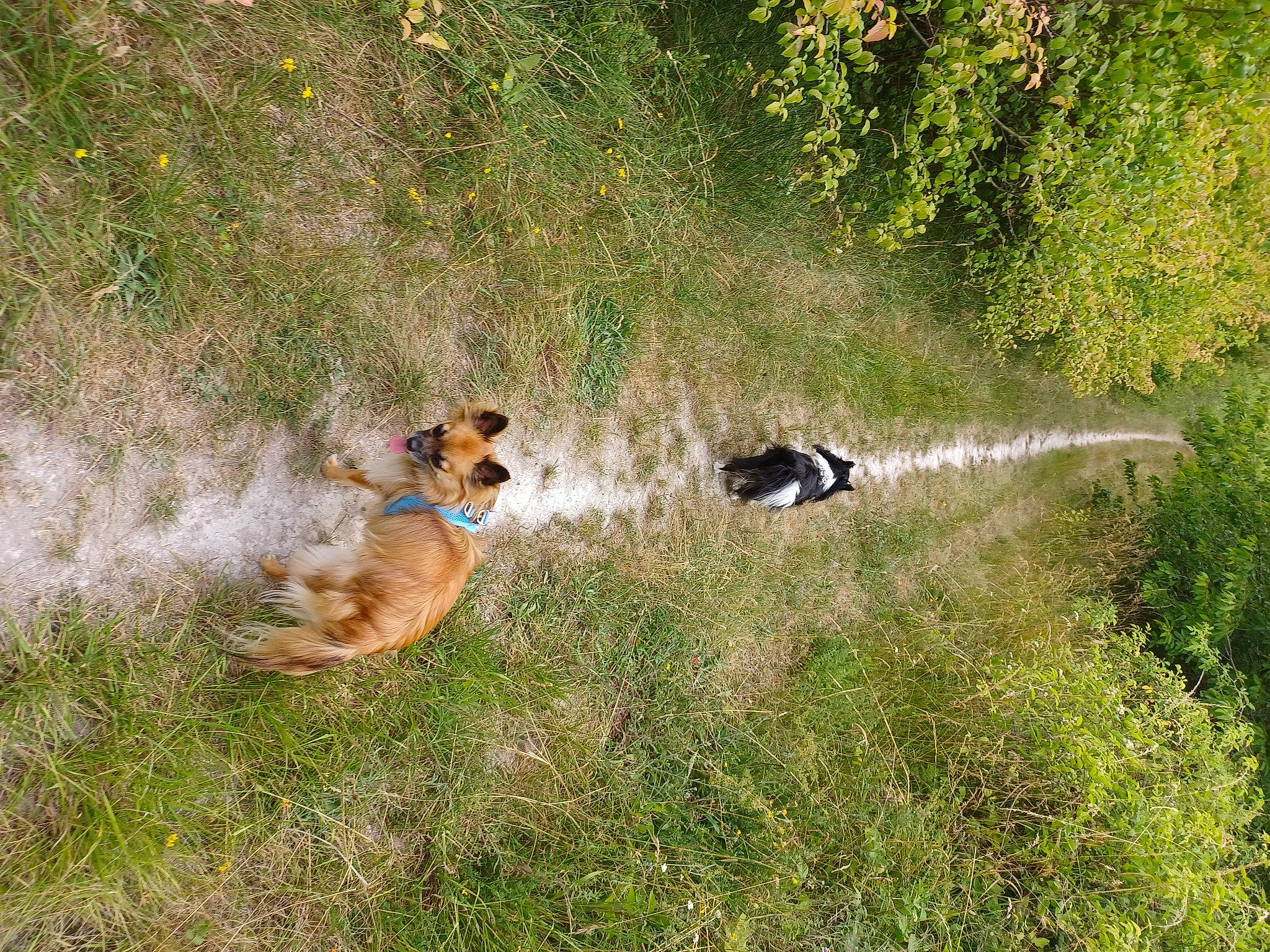 Milord a rejoint le concours — aidez-le/la à gagner de superbes lots ! canidae, carnivore, companion_dog, dog, dog_breed, fawn, grass, grass_family, grassland, landscape, natural_landscape, pasture, plant, prairie, soil, sporting_group, tail, terrestrial_animal, tree, wildlife