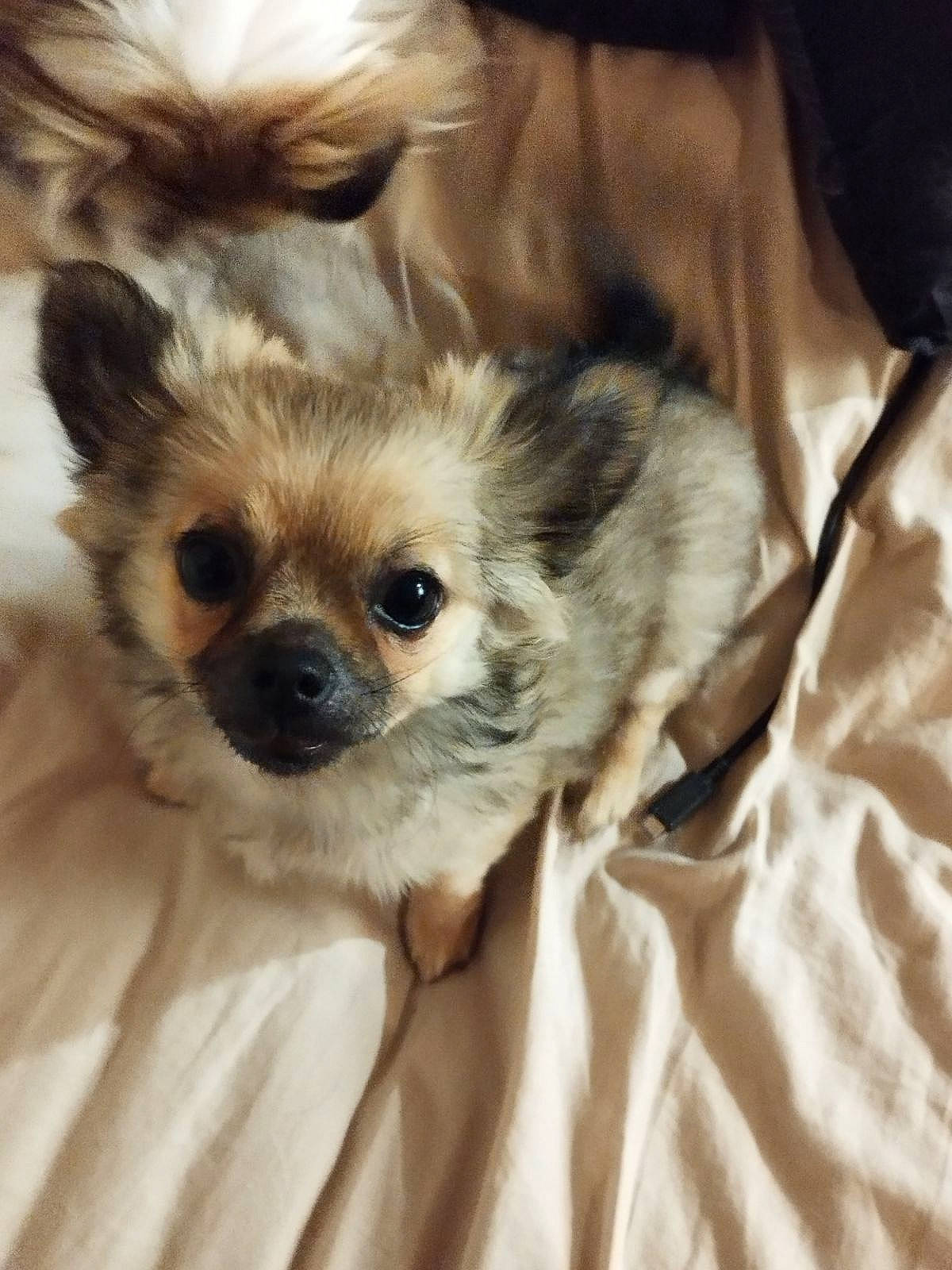 Vicky participe au concours pour gagner de l'argent avec cette photo : canidae, carnivore, chihuahua, companion_dog, dog, dog_breed, dog_supply, ear, fawn, fur, german_spitz_mittel, liver, puppy, snout, sporting_group, terrestrial_animal, tibetan_spaniel, toy_dog, whiskers, working_animal